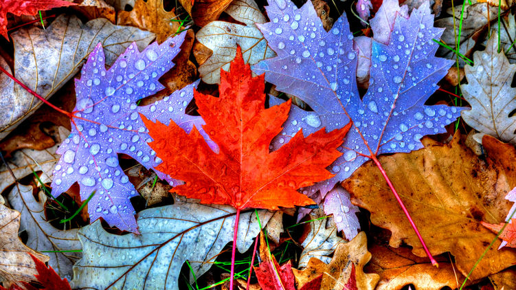 Какой сегодня праздник