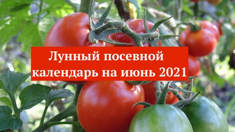 Лунный посевной календарь на июнь 2021 года. Фото с сайта pixabay.com