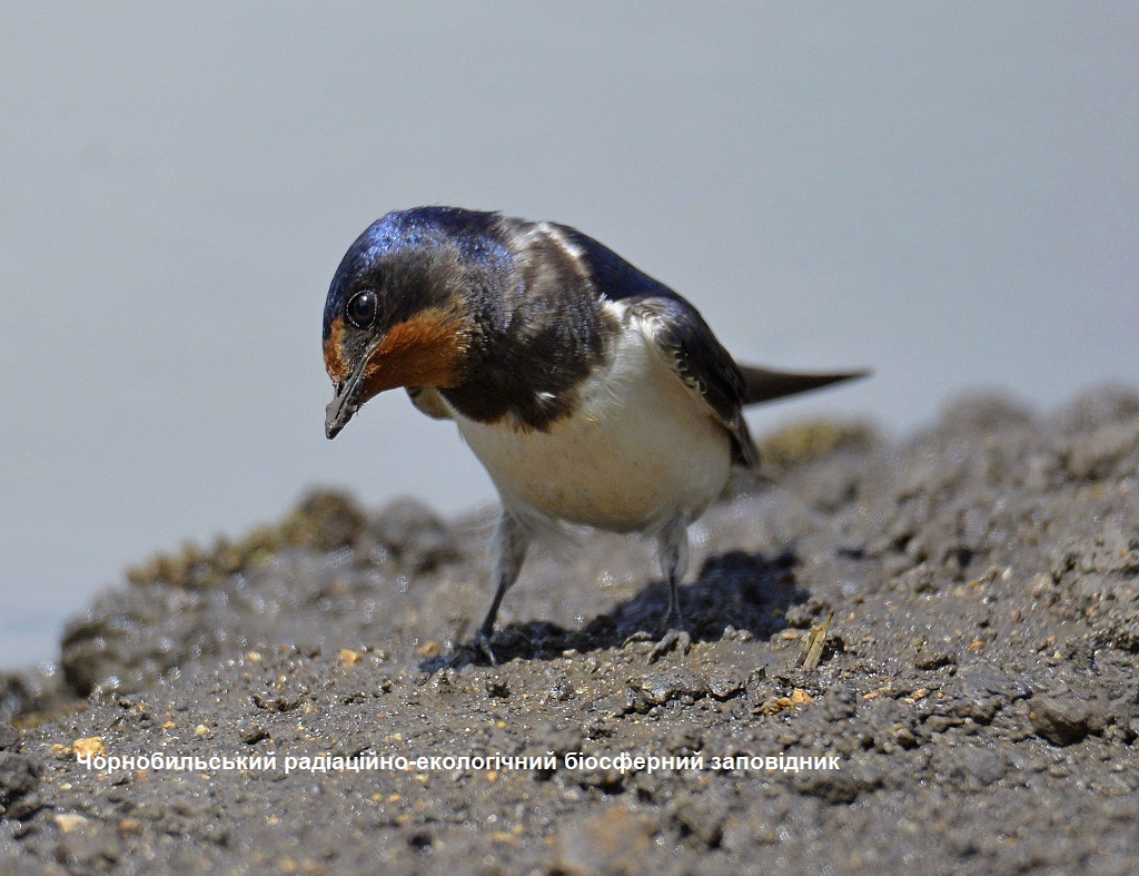 Фото: деревенская ласточка на территории заповедника 