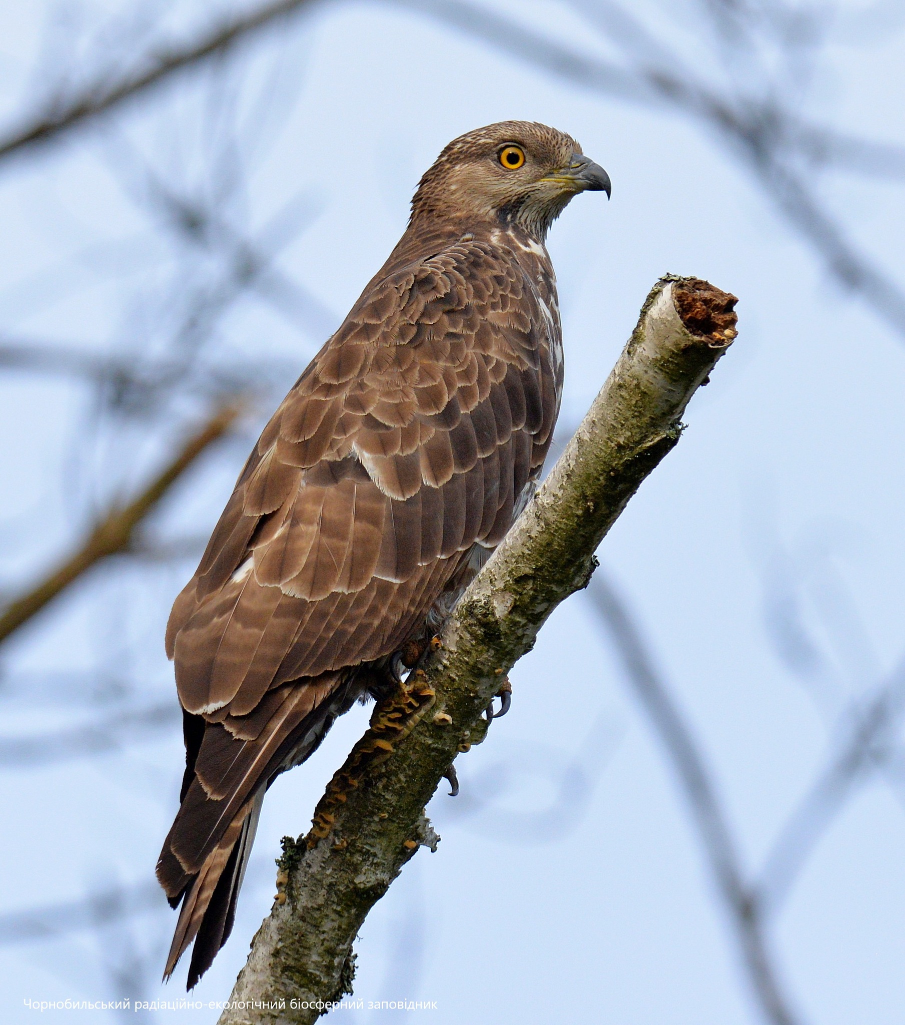 Осоед, фото 1