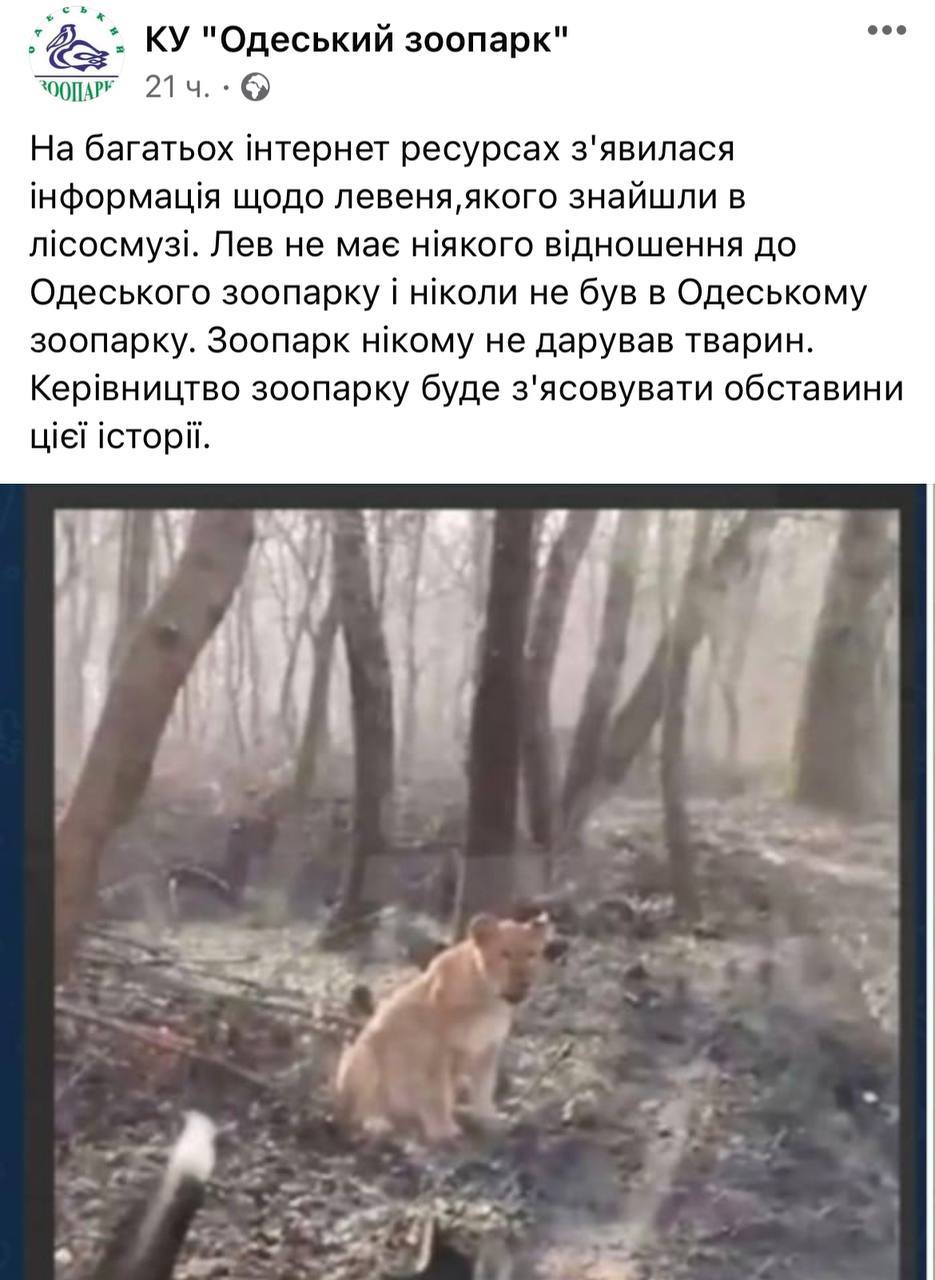 Одесский зоопарк утверждает, что не имеет никакого отношения ко львенку, гулявшему в молдавском лесу