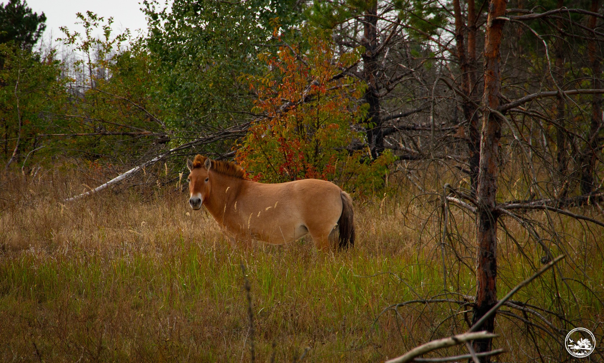 Лошадь Пржевальского в зоне отчуждения ЧАЭС