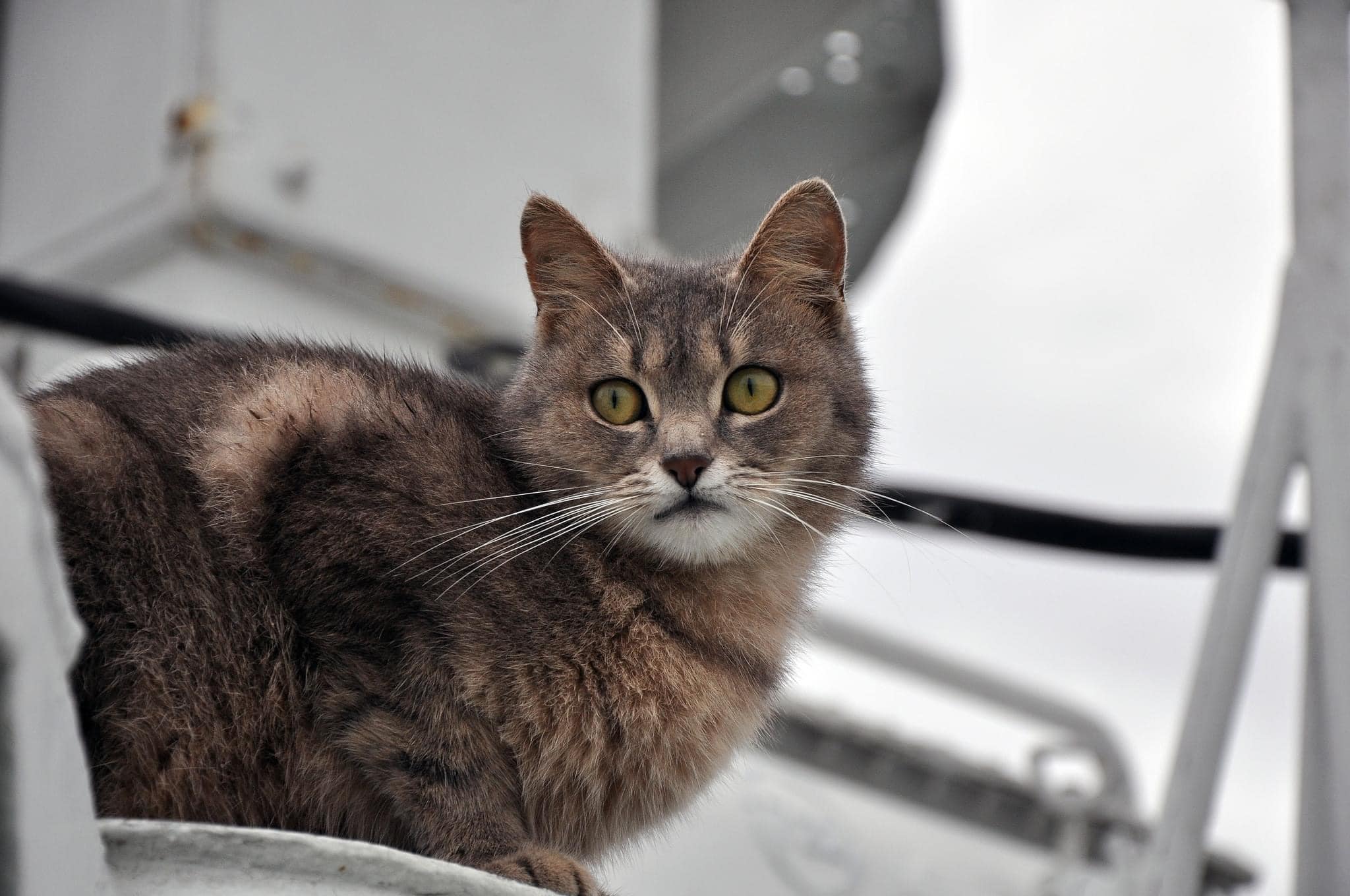 коты пограничников морской охраны