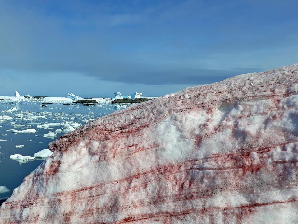 слои снежных водорослей в толще снега