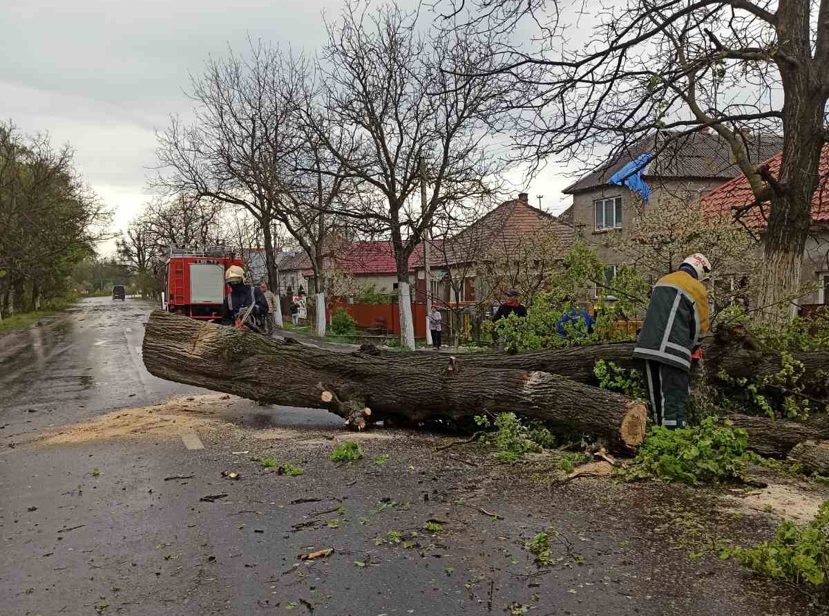 Поваленное ветром дерево