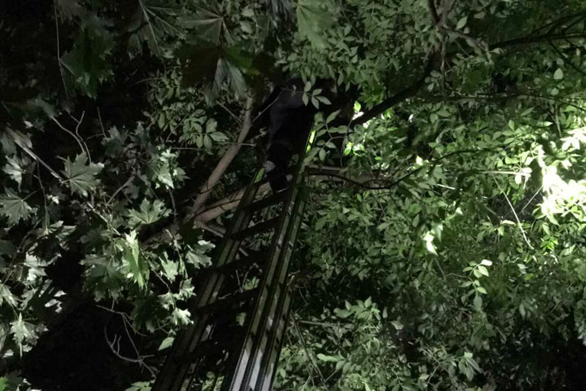 Под Днепром спасатели сняли с дерева енота