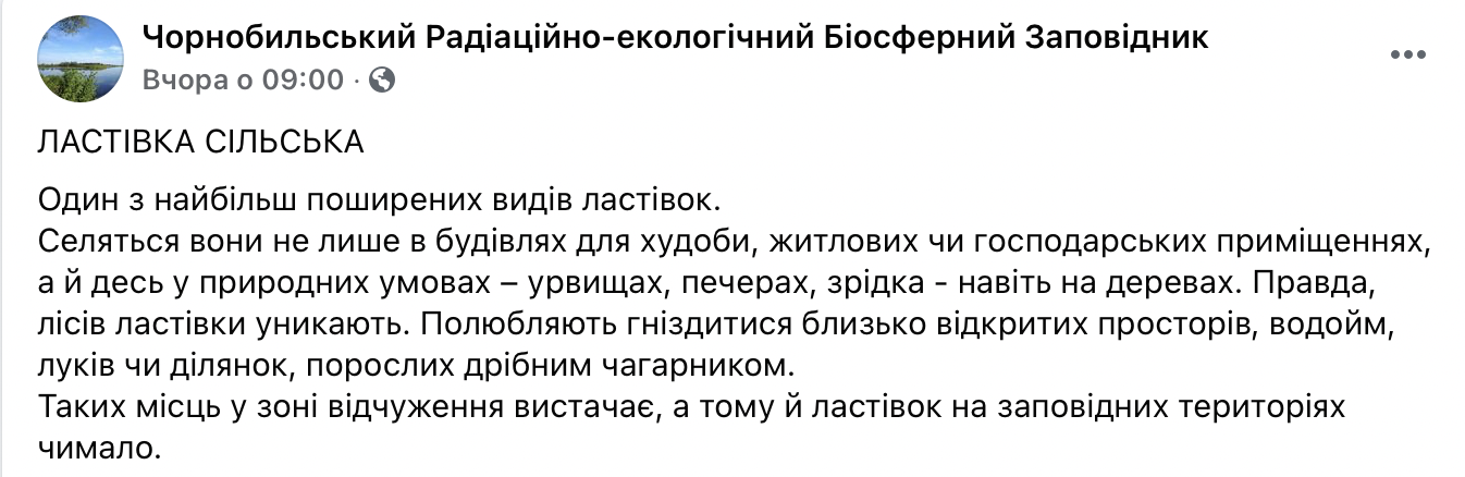 Скрытный филин, больной волк и крепкая паутина. Появились фото, как в Чернобыль пришла настоящая весна