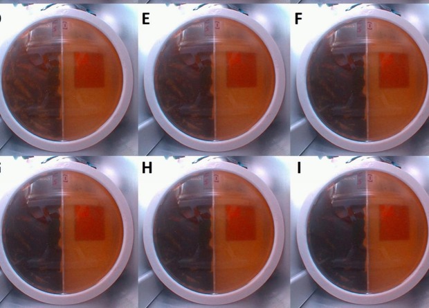 Фото: bioRxiv