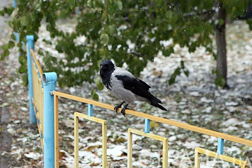 Ворона на изгороди наблюдает за снегопадом